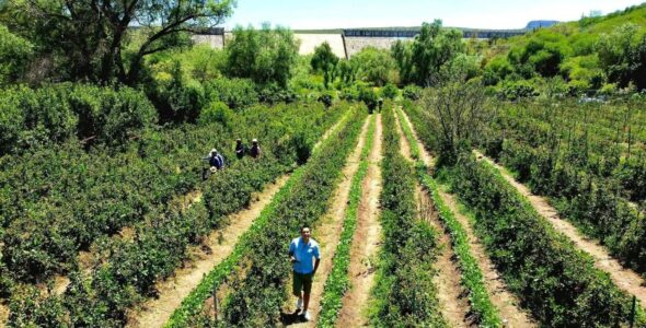 Campo de Zarzamora en La Salitrera: plan de fin de semana con sabor a tradición en Colón